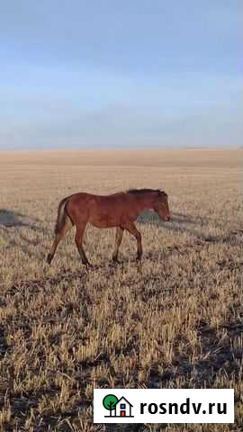 Жеребенок Баймак - изображение 1