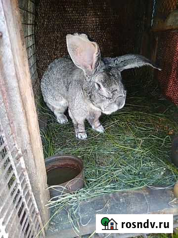 Кролики Ленинск-Кузнецкий - изображение 1
