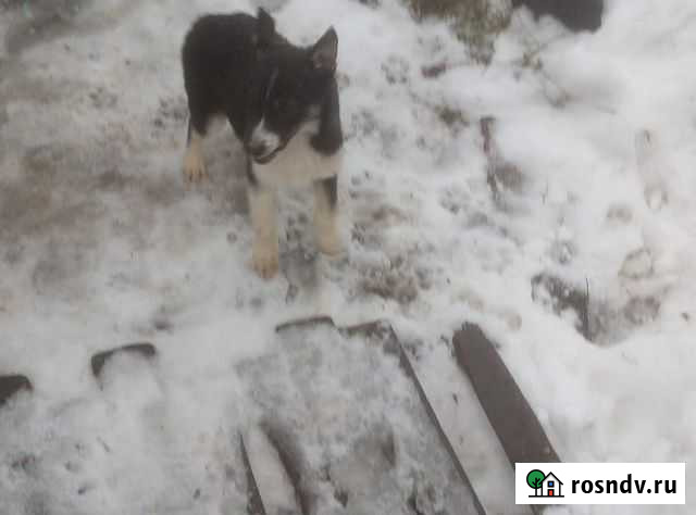 Западно сибирская лайка Томск - изображение 1