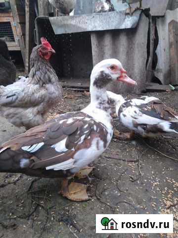 Индоутки Моршанск - изображение 1