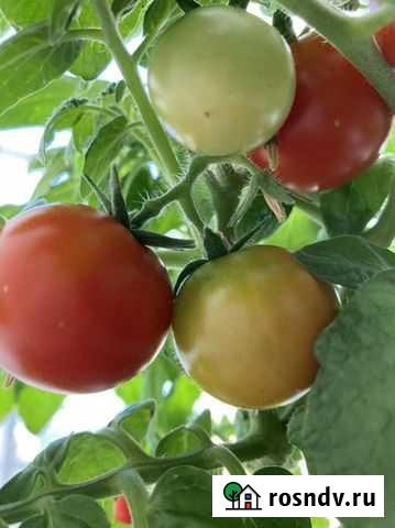 Балконные томаты (помидоры) Балашов - изображение 1