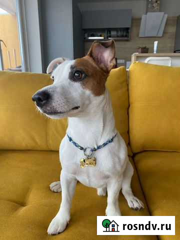 Вязка Джек Рассел терьер Краснодар - изображение 1