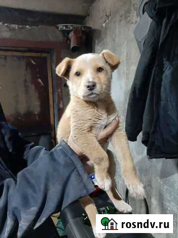 Маленькая собака щенок Балаково - изображение 1