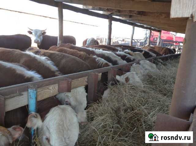 Продам быков казахской белоголовые Тоцкое - изображение 1