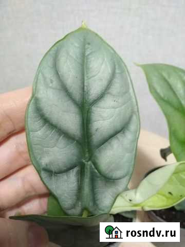 Алоказия небула Дзержинск - изображение 1
