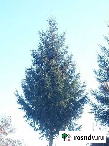Ель новогодняя 3,5м живая Наро-Фоминск - изображение 1