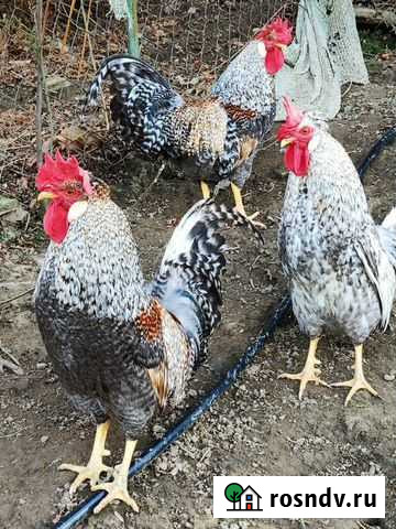 Маран,Легбар,Мильфлер, Китайские шелки,Кохи.Петухи Высокое - изображение 1