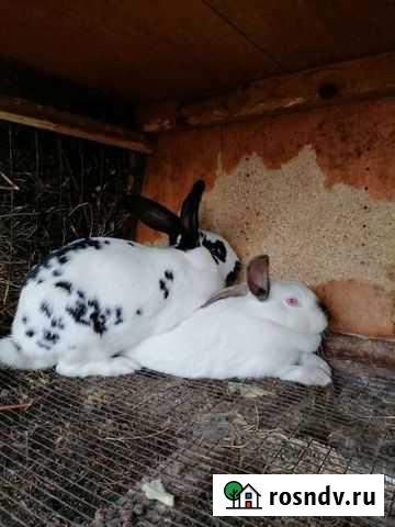 Кролик Электросталь - изображение 1