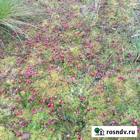 Клюква Углич - изображение 1