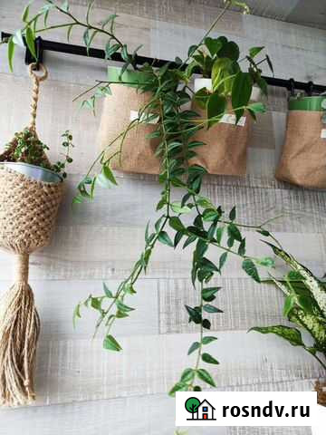 Хойя Белла кустик целиком Тверь - изображение 1