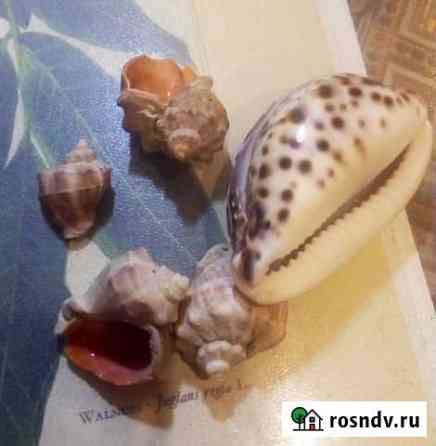 Морские раковины отдам Дзержинск