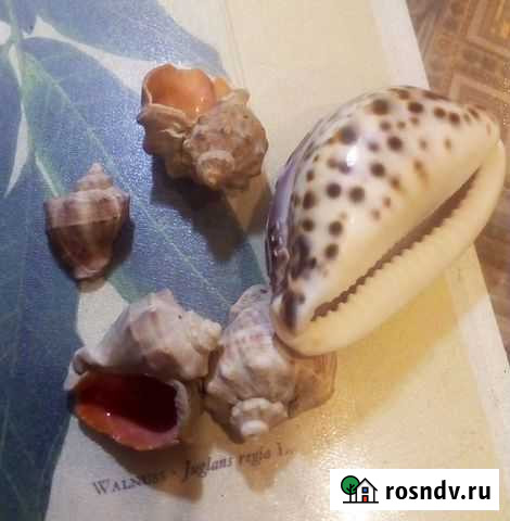 Морские раковины отдам Дзержинск - изображение 1