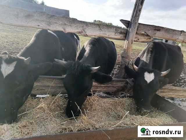 Телки стельные Темиргоевская - изображение 1