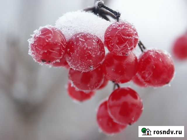 Ягоды Калина обыкновенная, свежий сбор, под заказ Великие Луки - изображение 1