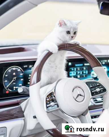 Шотландский котенок Санкт-Петербург - изображение 1