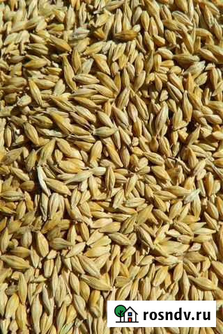 Зерно (ячмень и пшеница) Прохоровка - изображение 1