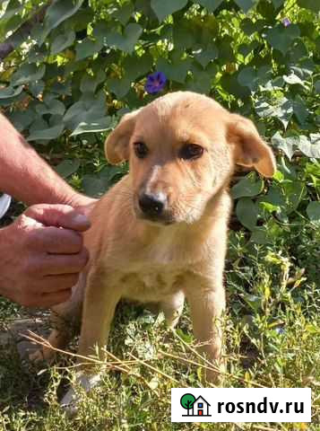 Возьмите меня К себе Тамбов - изображение 1