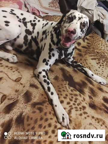 Вязка далматинец Таганрог - изображение 1