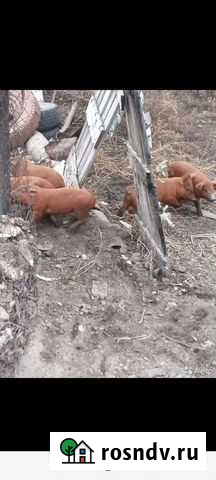 Свиньи живым весом Приволжский - изображение 1