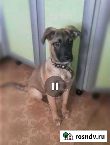 Бельгийская овчарка, Юта Вятские Поляны - изображение 1