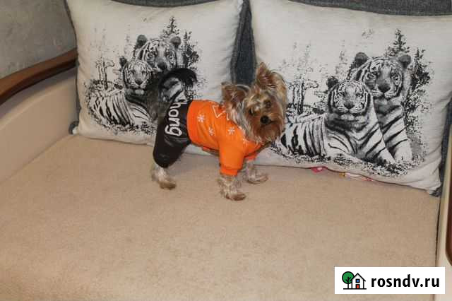 Вязка йорк Старый Оскол - изображение 1