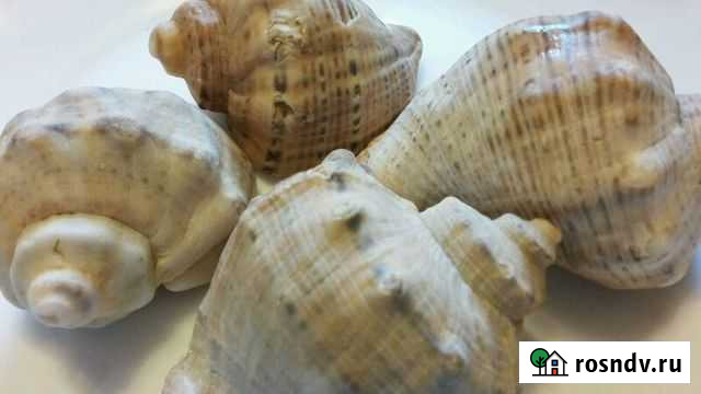 Морские ракушки не обработанные Сыктывкар - изображение 1