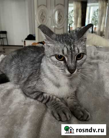 Кошка Самара - изображение 1