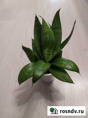 Сансевьера Уфа - изображение 1