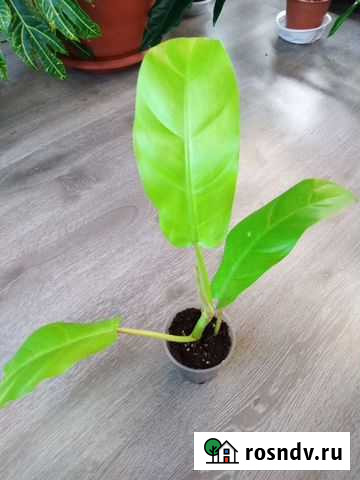 Филодендрон малай голд Воронеж - изображение 1