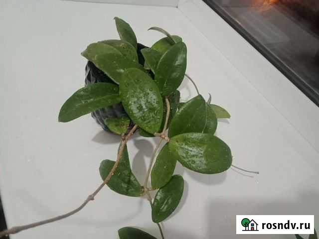 Хойя Acuta Тюмень - изображение 1