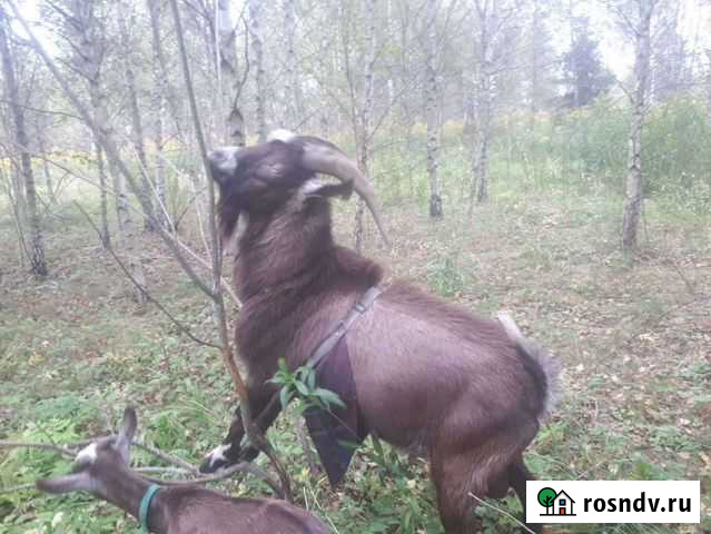 Альпийский козлик, камерунский козел вязка Чехов - изображение 1