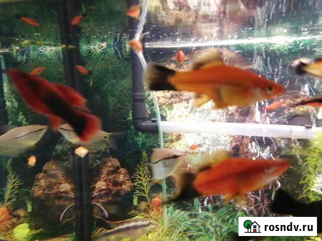 Аквариумные рыбки Пушкино - изображение 1