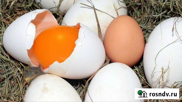 Домашние куриные яйца Смоленск - изображение 1