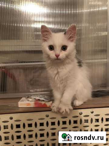 Котята в добрые руки бесплатно Екатеринбург - изображение 1