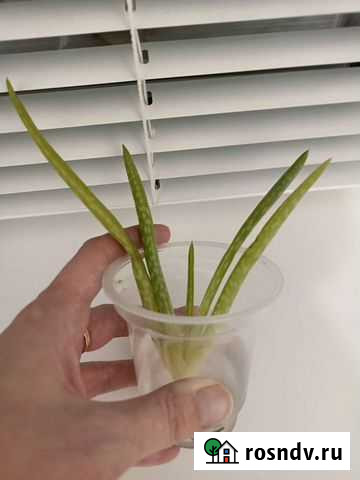 Алоэ лечебный Набережные Челны - изображение 1