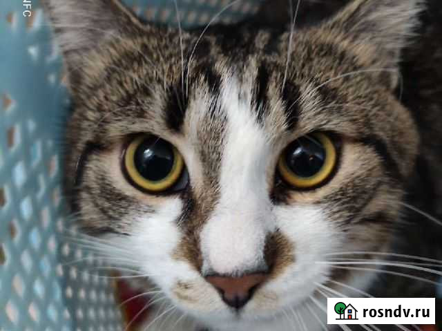 Котик в добрые руки Уфа - изображение 1