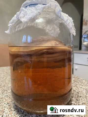 Чайный гриб Люберцы - изображение 1