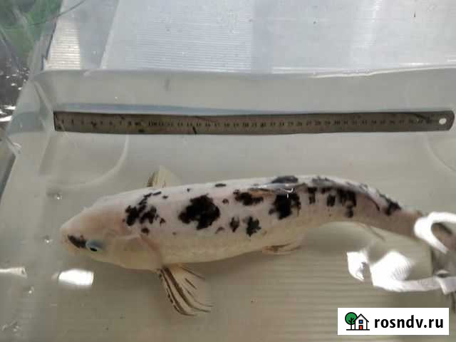 Карпы кои (Вуалевые, Бэкко, Тантё) 40+ Электроизолятор - изображение 1