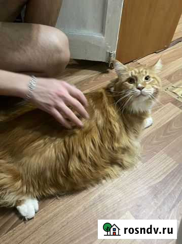 Кот мейкун Стерлитамак - изображение 1