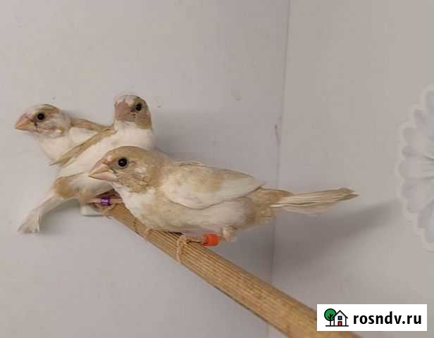 Японские амадины, молодые Москва - изображение 1