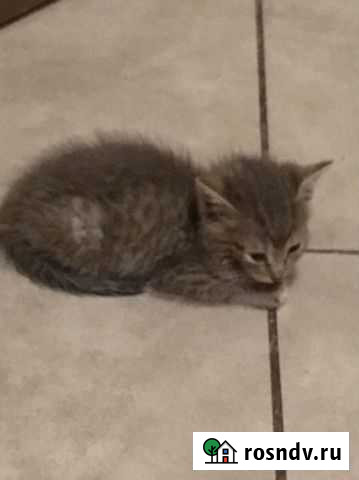 Котеночек Тула - изображение 1