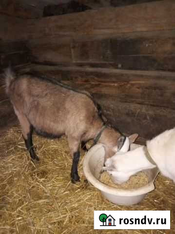 Продаю козочьку 10 месяцев Стародеревянковская - изображение 1