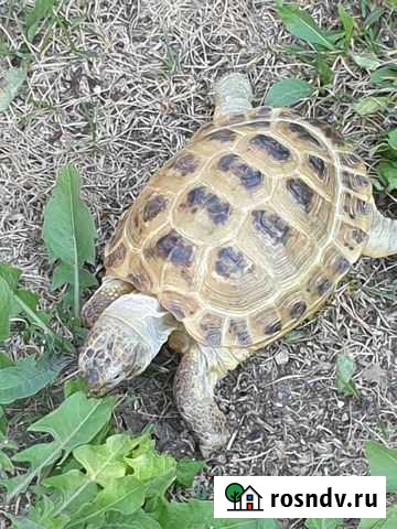 Черепаха сухопутная Долгопрудный - изображение 1