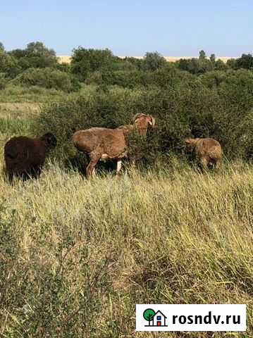 Племенной эдилбай Дубовый Умет - изображение 1