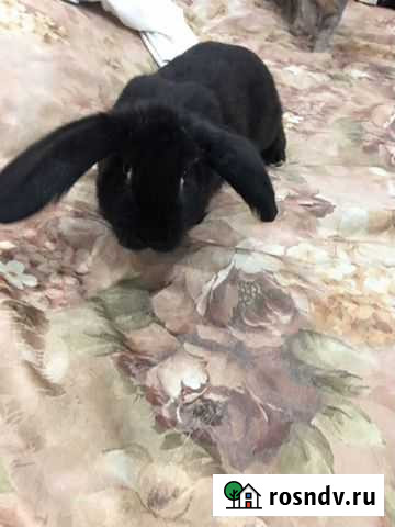 Кролик Балашиха - изображение 1