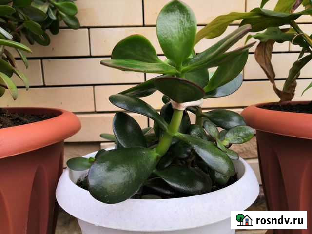 Цветы Астрахань - изображение 1