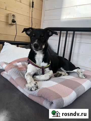 Собака в добрые руки Краснодар - изображение 1