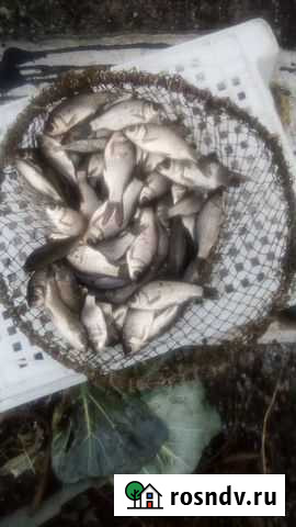 Живец-карась Климово - изображение 1