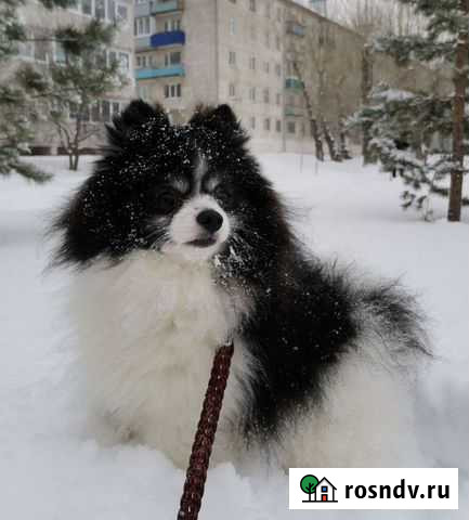 Немецкий шпиц на вязку Вятские Поляны - изображение 1