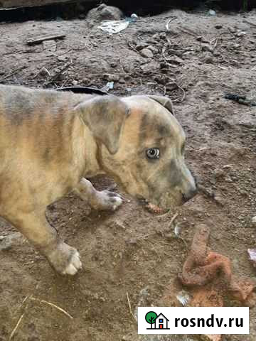 Питбуль Новый Хушет - изображение 1